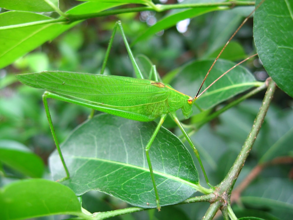 a close up of a green insect on a leaf