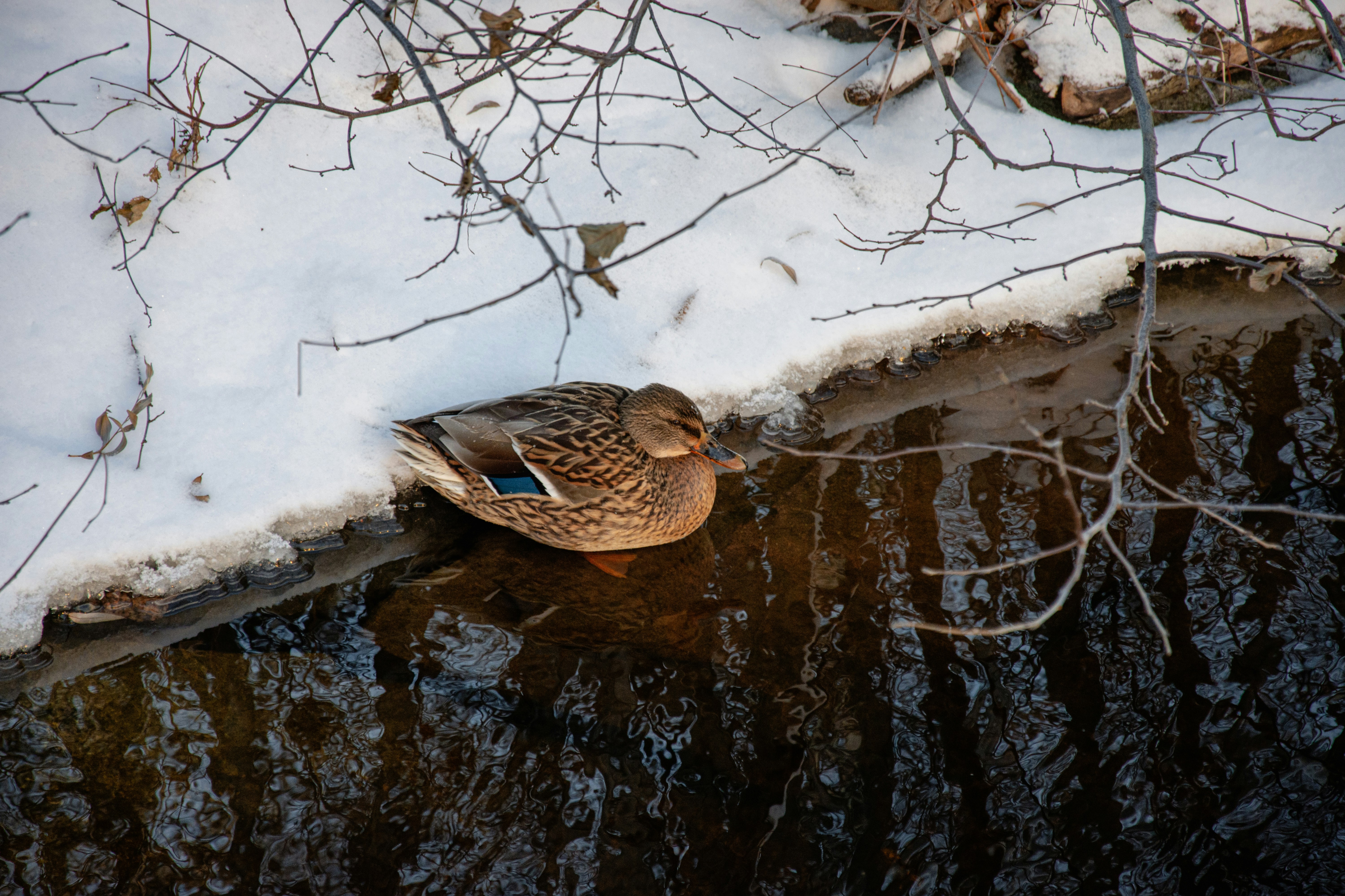 a duck sitting on the edge of a body of water