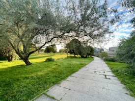 A serene park scene with a winding path leading through lush greenery. Large trees with extensive foliage provide shade over a well-maintained grassy area. The sun is setting in the background, casting a warm glow over the landscape. In the distance, modern buildings can be seen, adding an urban contrast to the natural surroundings.