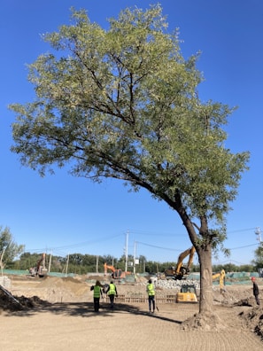 A large tree stands in the foreground, with several construction workers wearing yellow safety vests nearby. In the background, heavy machinery, including excavators, are visible on a sandy construction site. The scene is set under a clear blue sky, and there is green netting and some equipment scattered around the area.