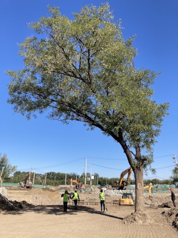 A large tree stands in the foreground, with several construction workers wearing yellow safety vests nearby. In the background, heavy machinery, including excavators, are visible on a sandy construction site. The scene is set under a clear blue sky, and there is green netting and some equipment scattered around the area.