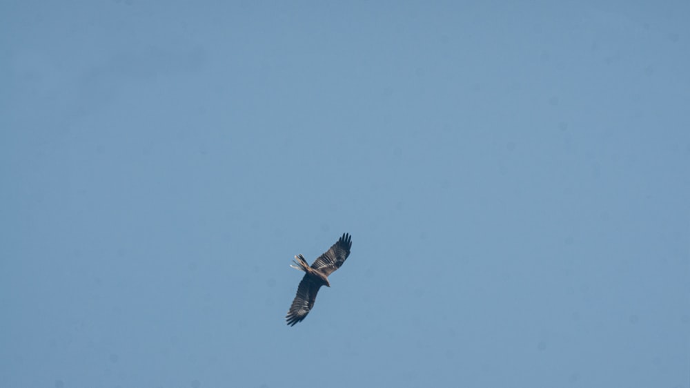 a large bird flying through a blue sky