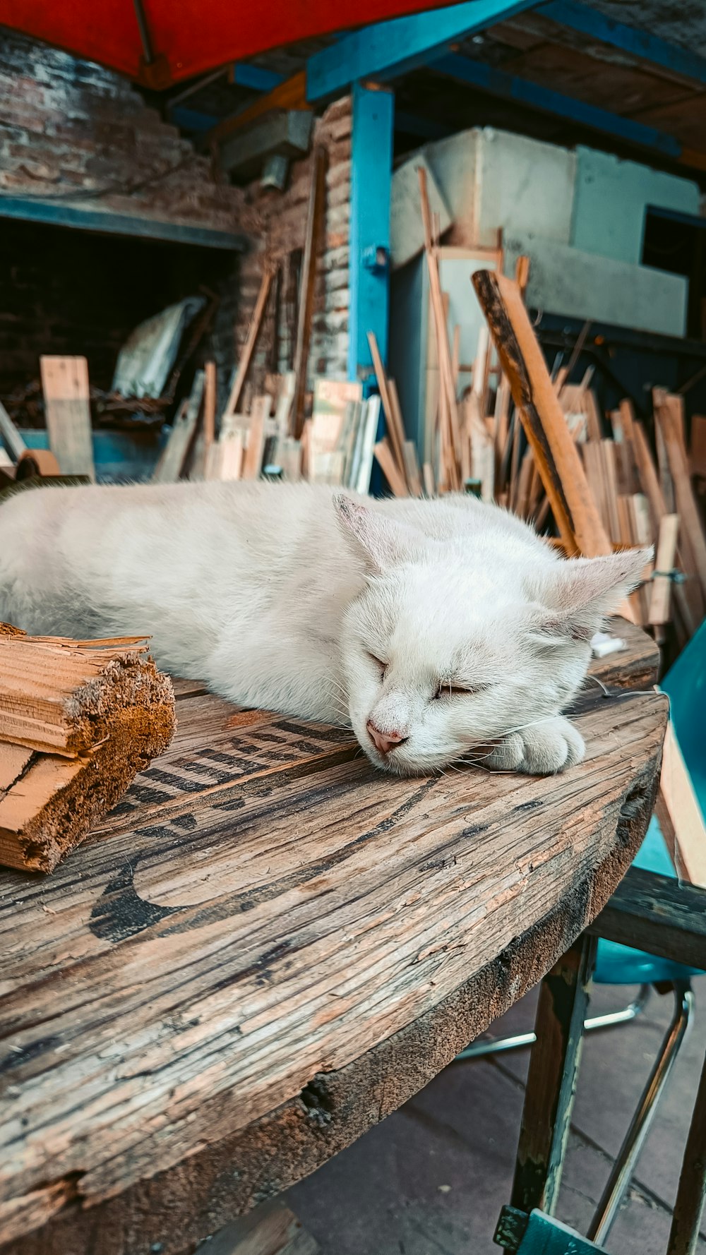 a white cat sleeping on top of a wooden table