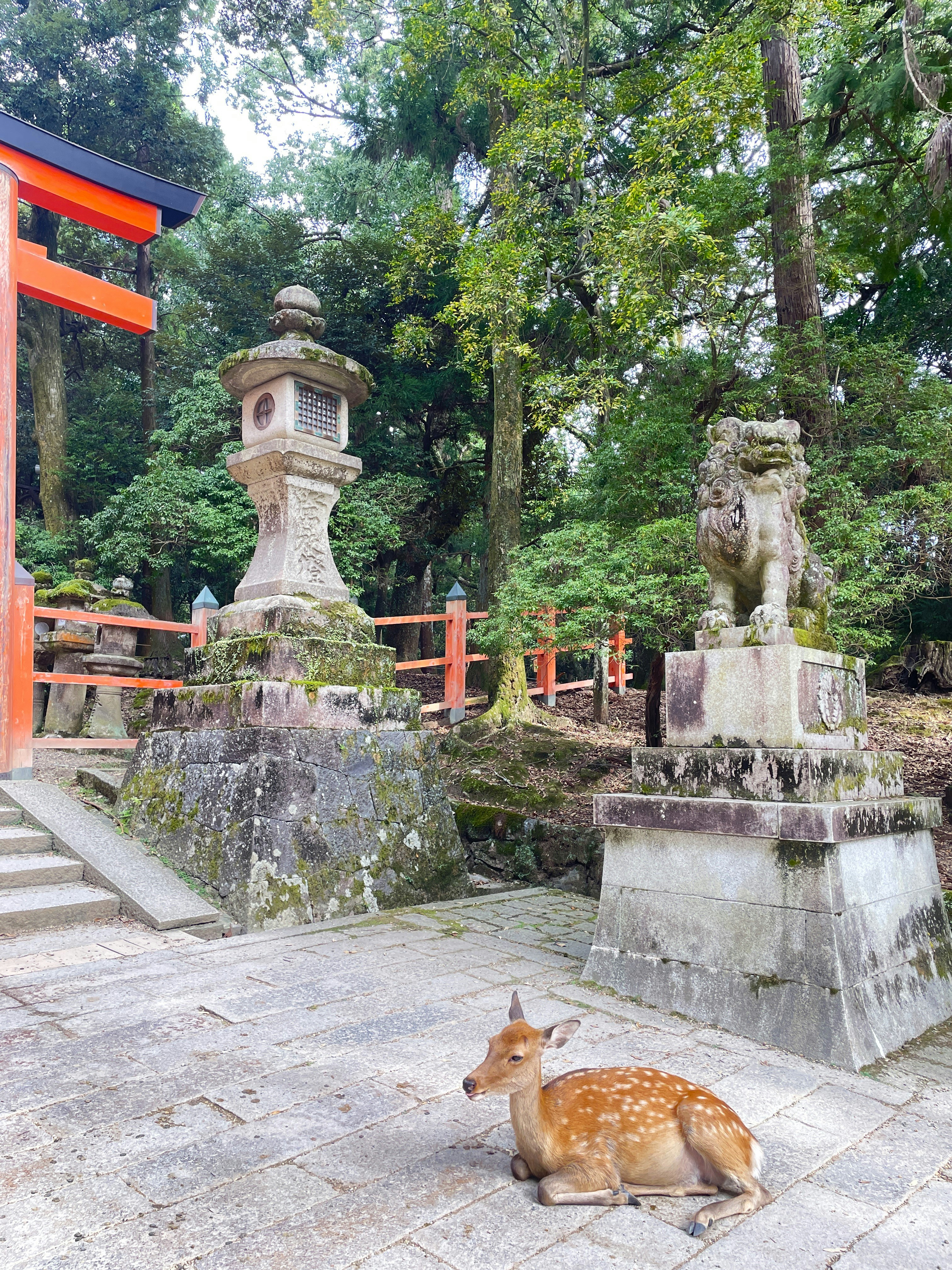 a deer laying on the ground in front of a shrine
