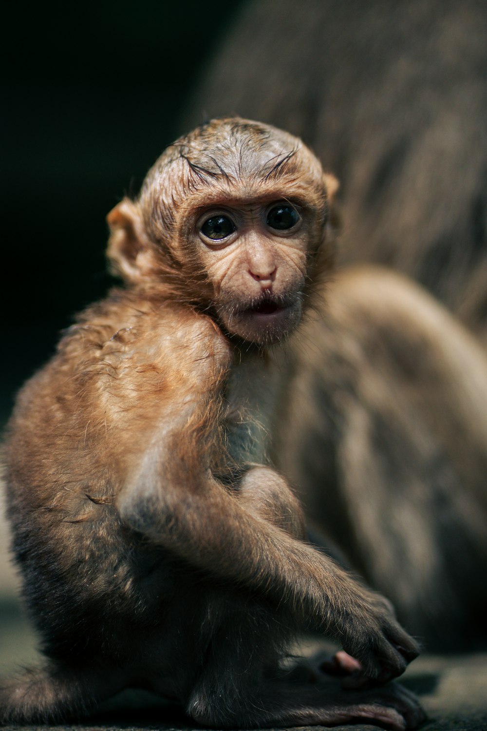 a small monkey sitting on the ground looking at the camera