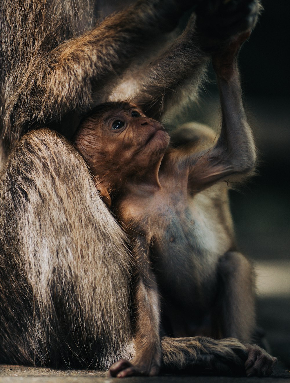 a baby monkey is playing with its mother