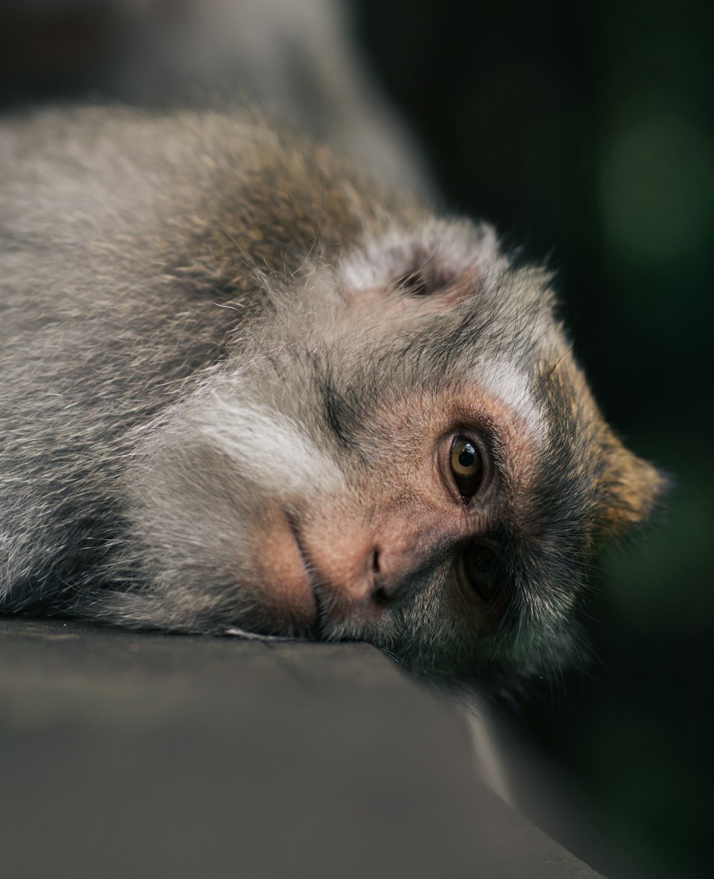 a small monkey laying on top of a table