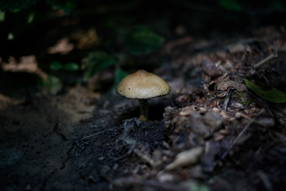 a small mushroom sitting on the ground in the woods