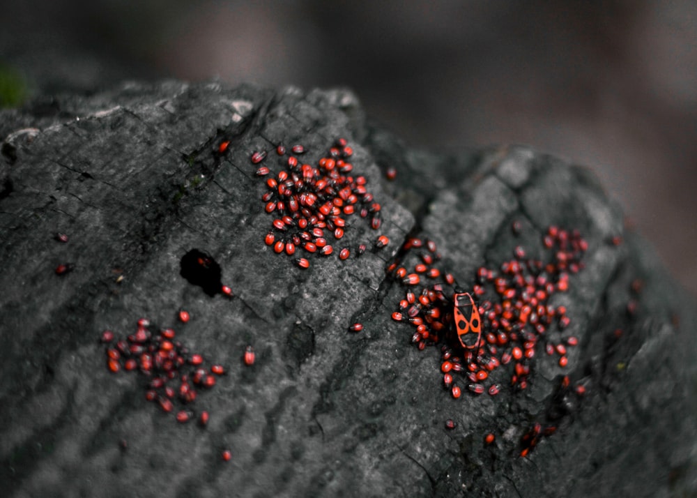 a close up of a bunch of red berries on a rock