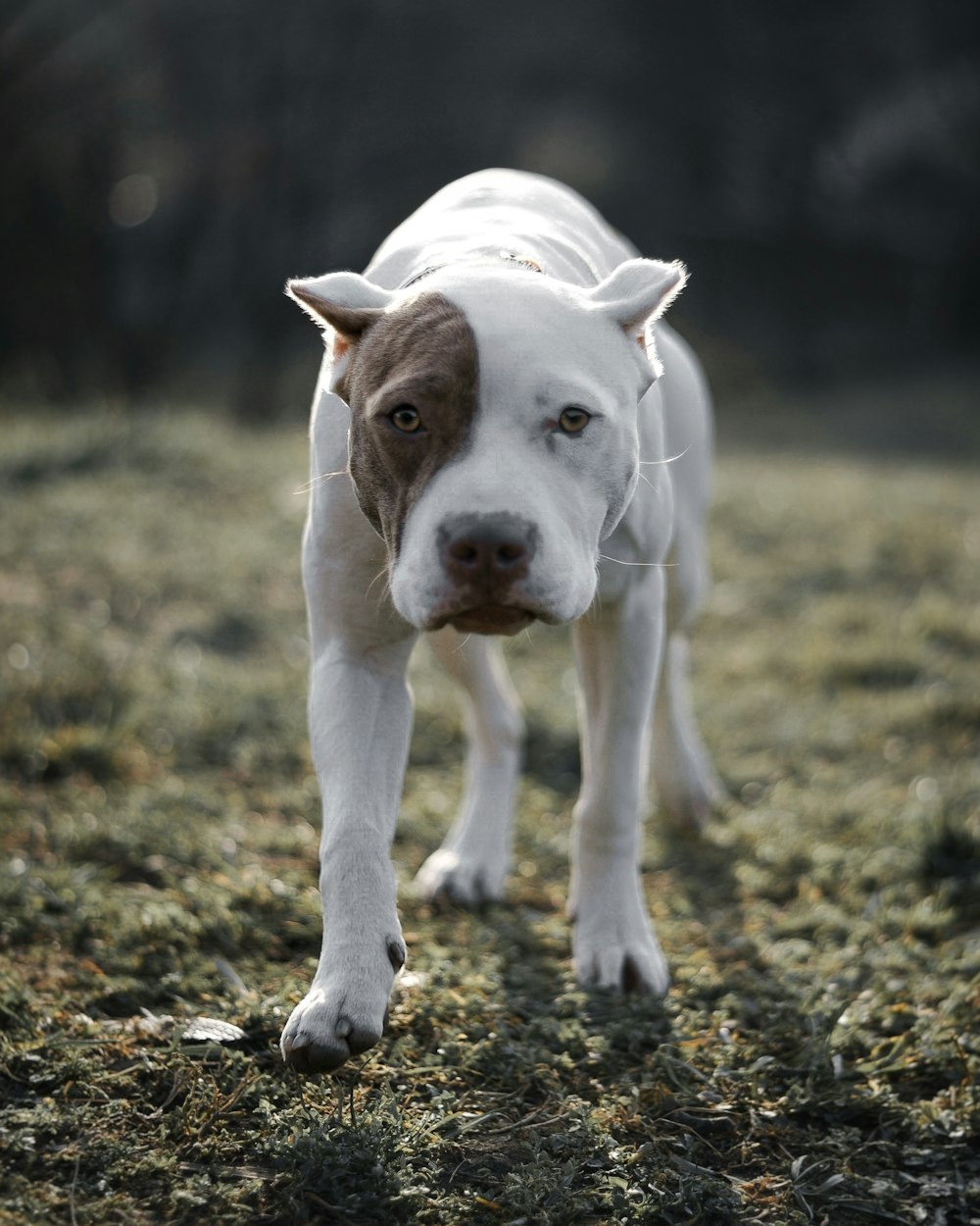 a brown and white dog standing on top of a grass covered field