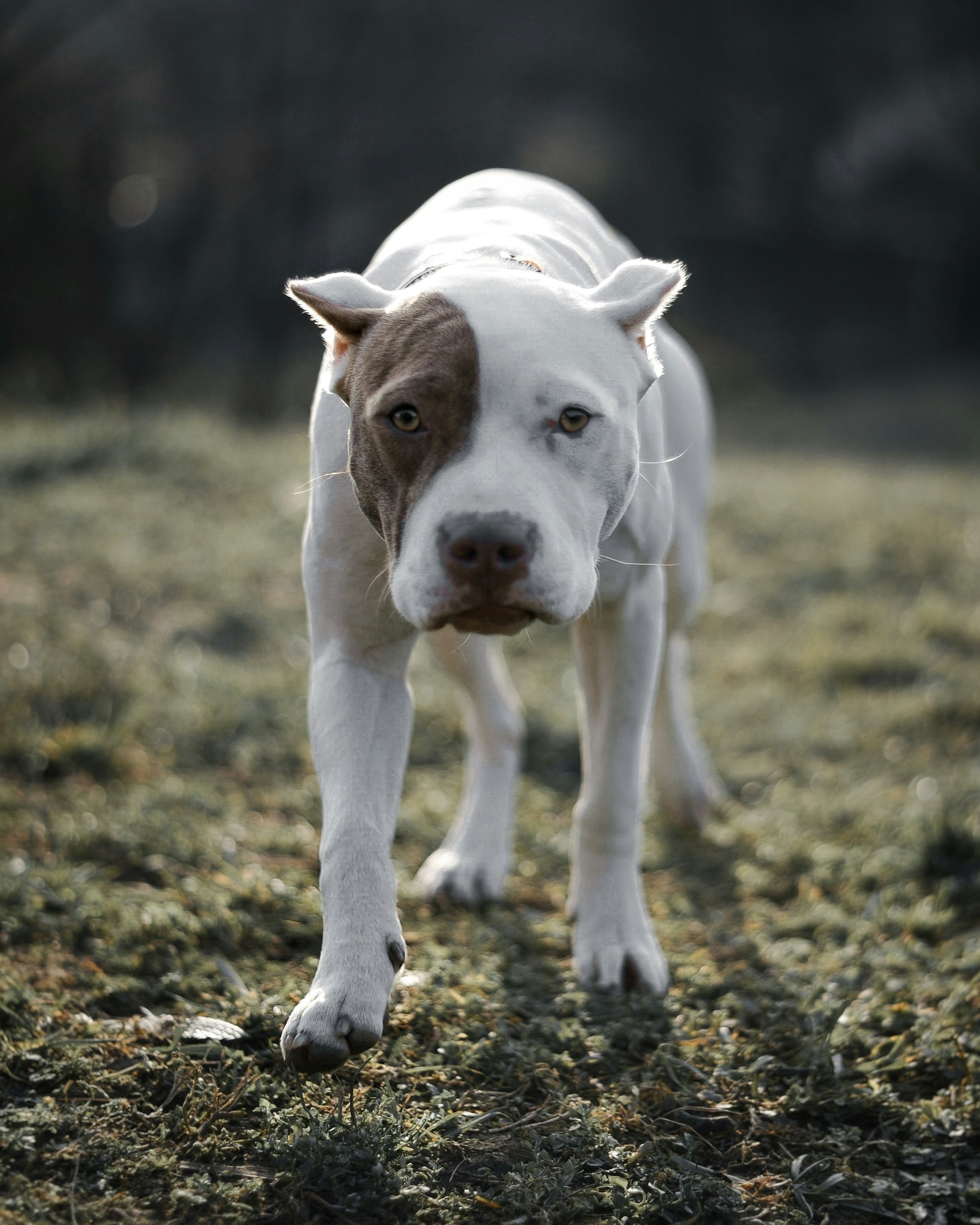 a brown and white dog standing on top of a grass covered field