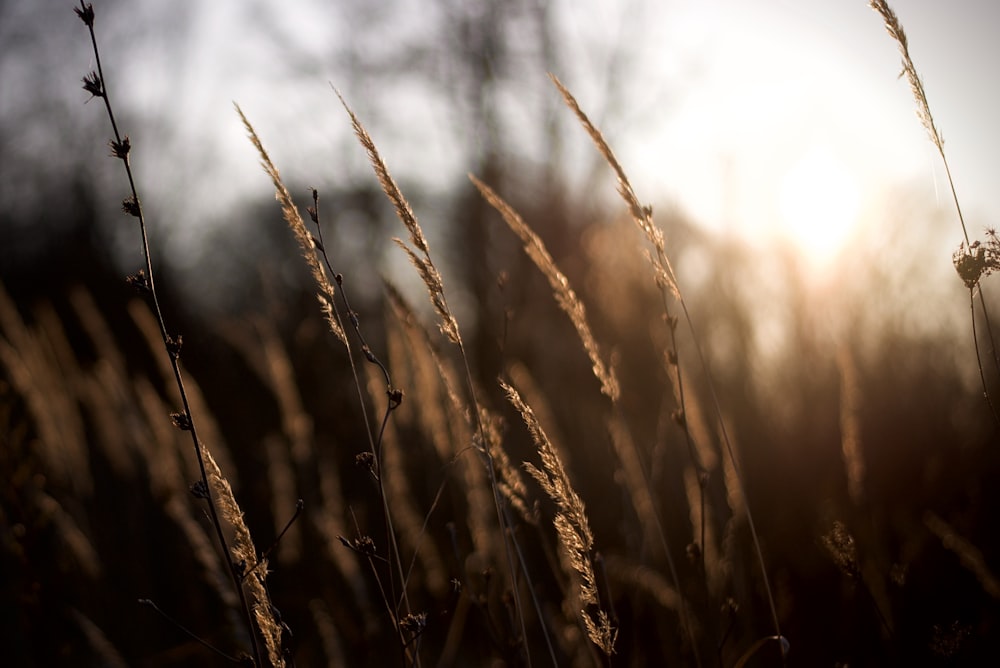 a field of tall grass with the sun in the background