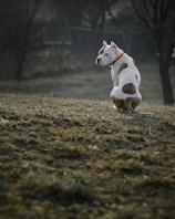 A pitbull with a white coat and brown spots, wearing an orange collar, is sitting on a grassy hill. The background is a bit blurred with dark trees, giving a sense of depth.