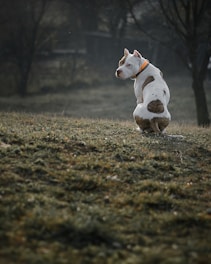 A pitbull with a white coat and brown spots, wearing an orange collar, is sitting on a grassy hill. The background is a bit blurred with dark trees, giving a sense of depth.