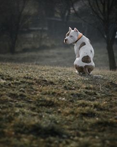 A pitbull with a white coat and brown spots, wearing an orange collar, is sitting on a grassy hill. The background is a bit blurred with dark trees, giving a sense of depth.