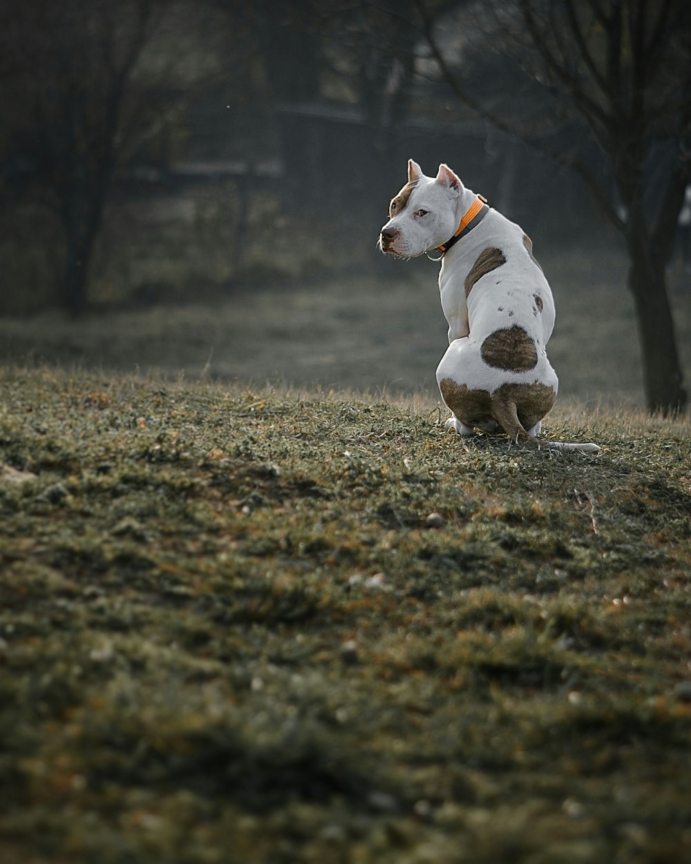 a brown and white dog sitting on top of a grass covered field