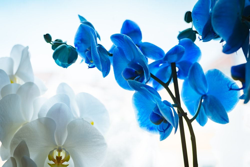 a close up of a blue and white flower