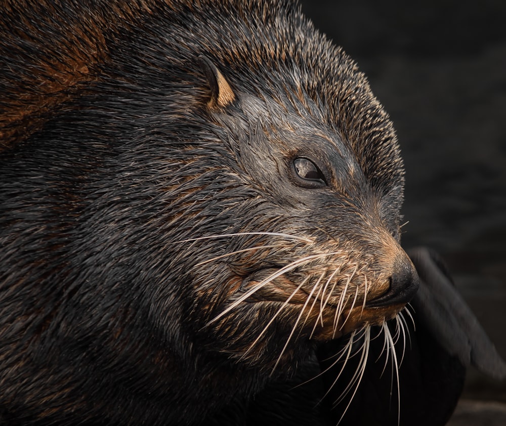 a close up of a brown and black animal