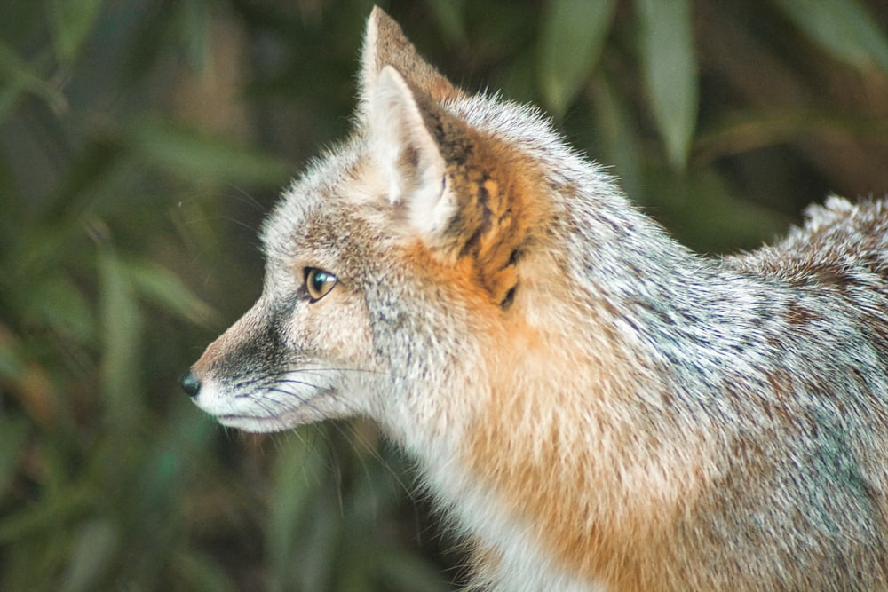 a close up of a fox with a blurry background