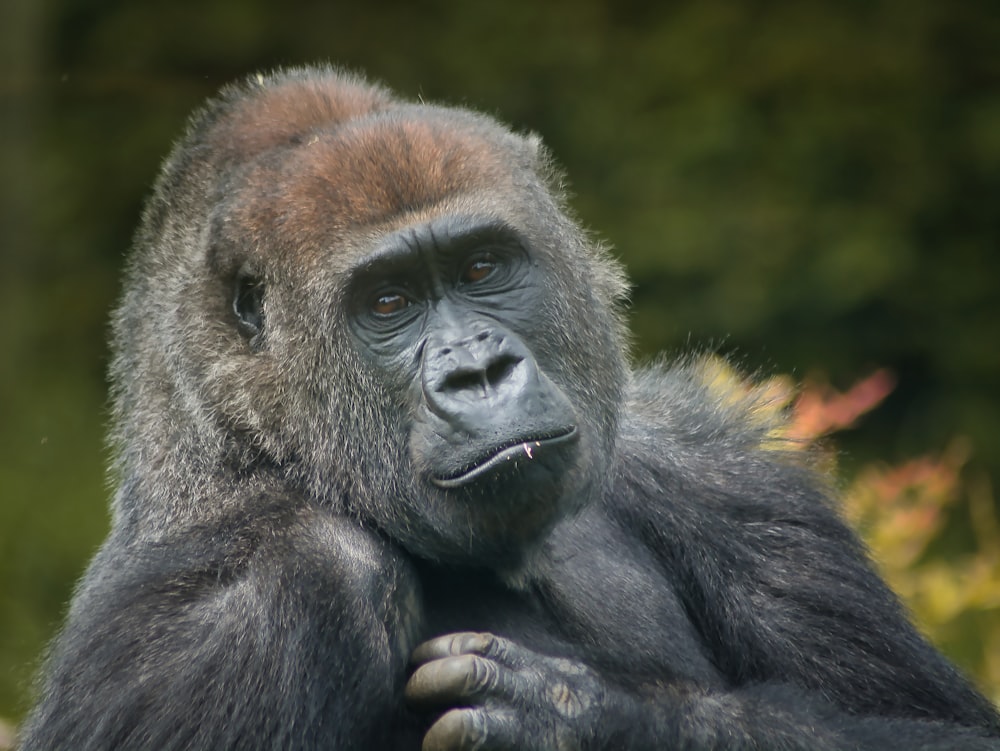 a close up of a gorilla with trees in the background