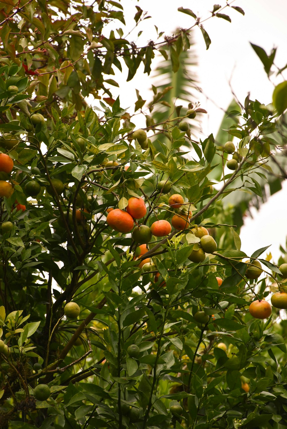 a tree filled with lots of oranges on top of it