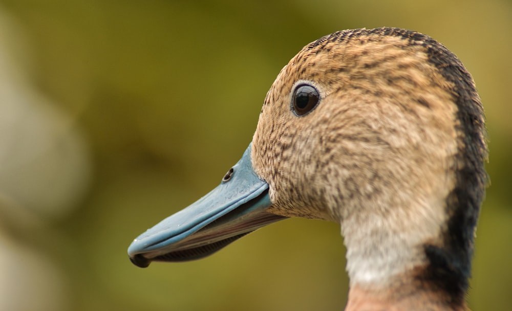 a close up of a duck with a blurry background