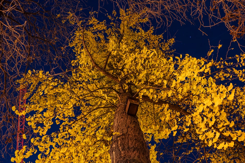 a tall tree with yellow leaves on it