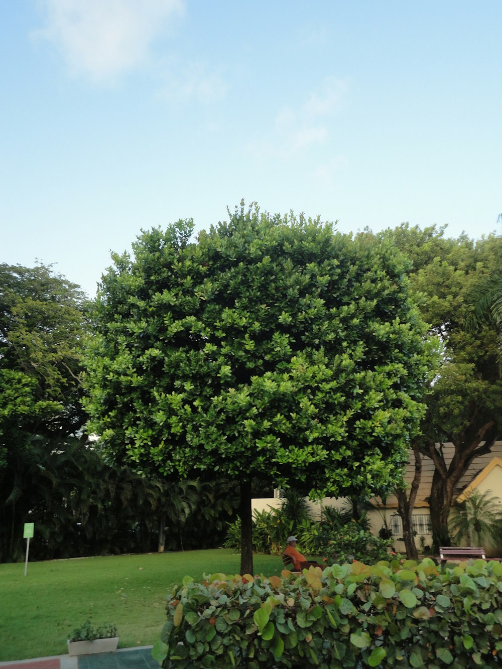 a large green tree sitting next to a lush green park