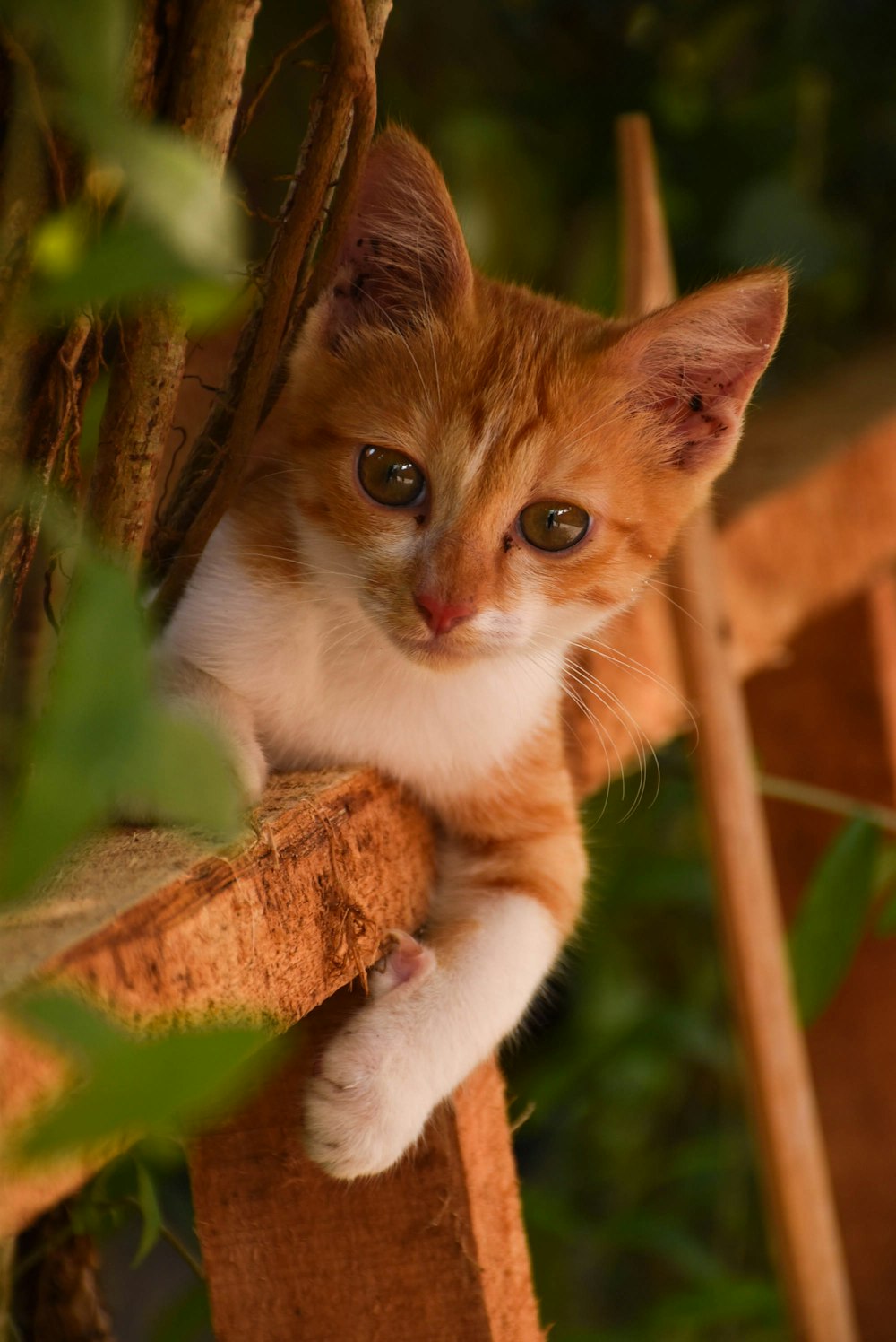 a small orange and white kitten sitting on top of a wooden fence