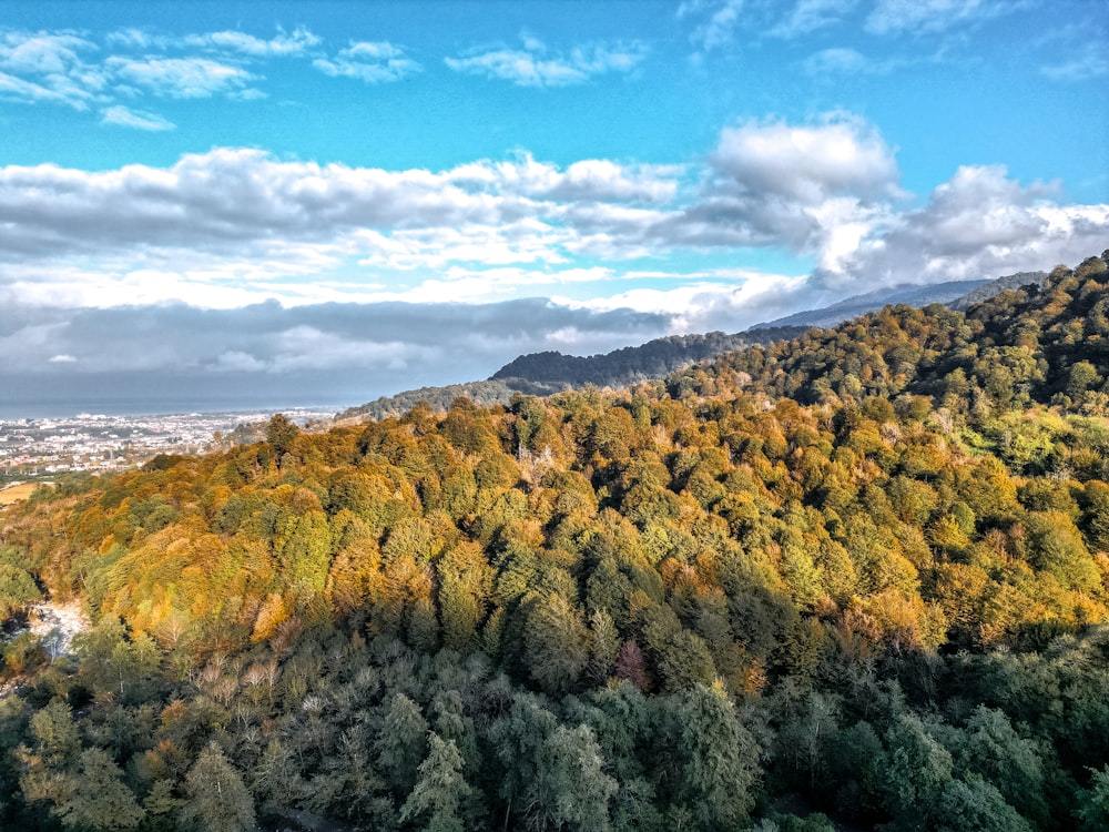 an aerial view of a forest with a blue sky in the background