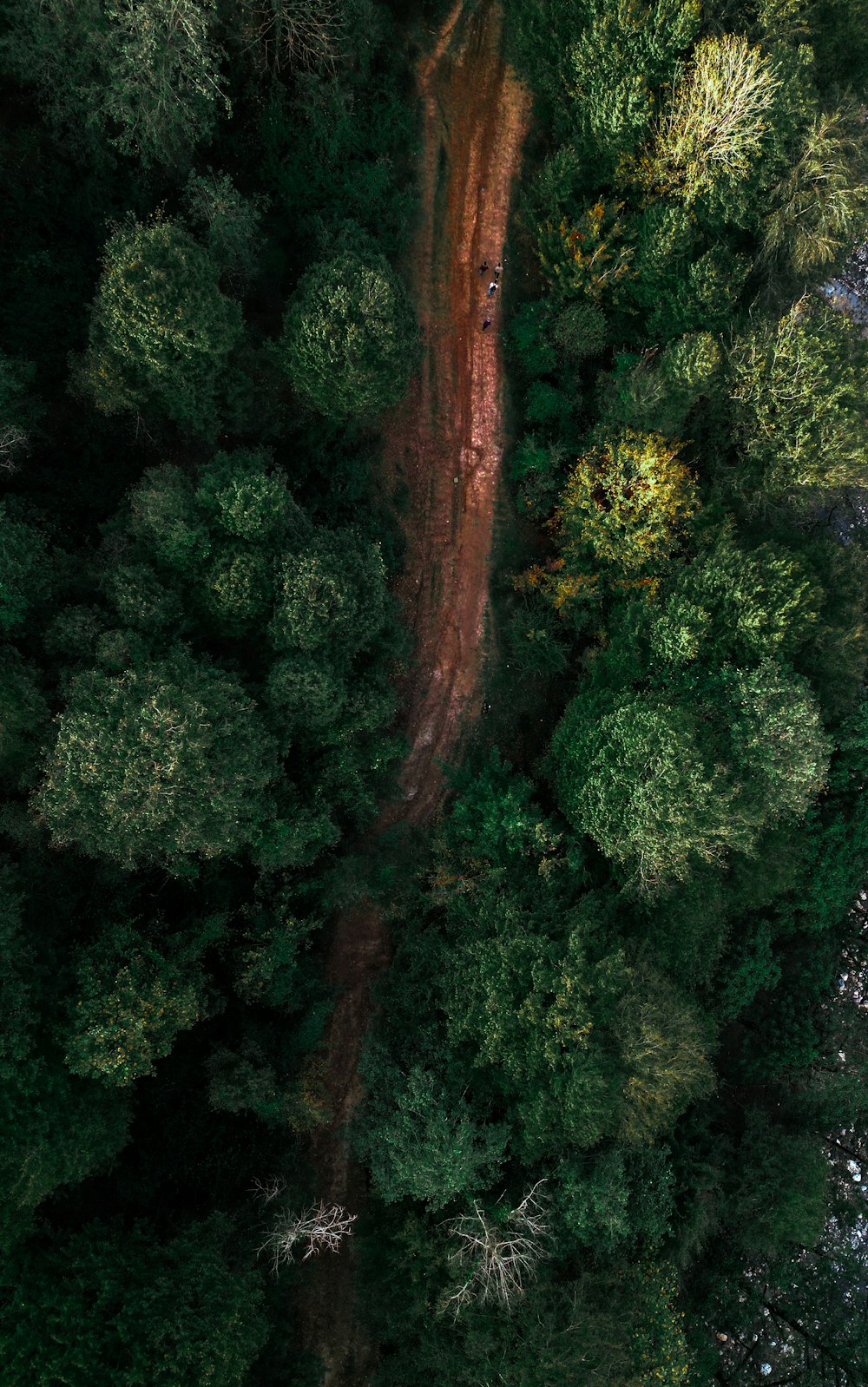 a dirt road in the middle of a forest