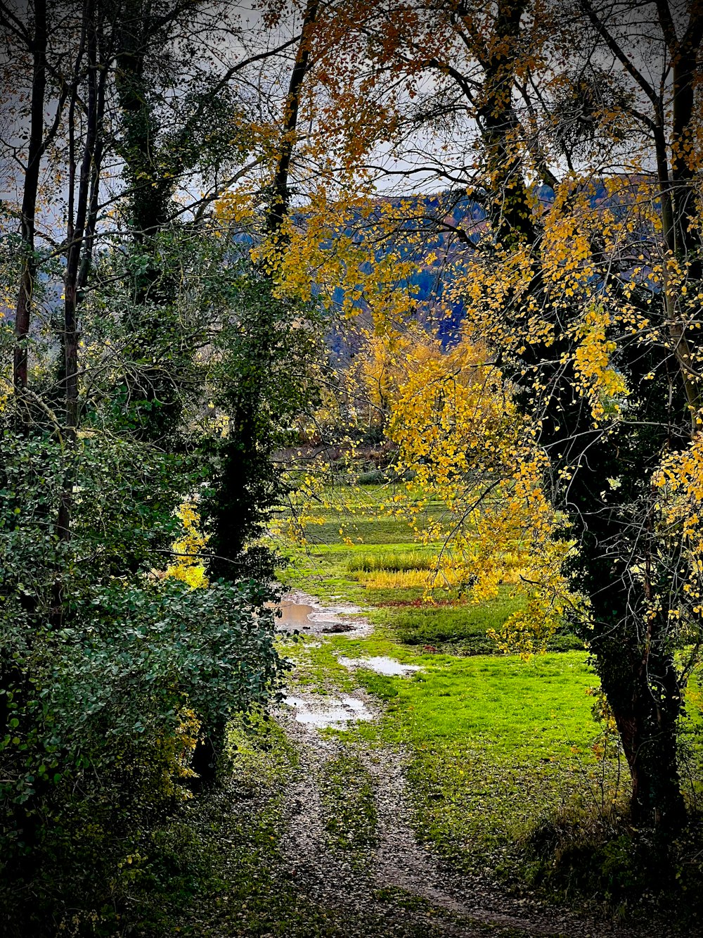 a dirt path through a forest filled with lots of trees