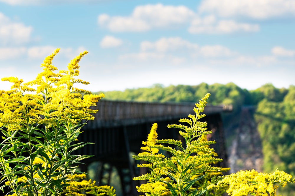 a bridge with a bunch of yellow flowers in front of it