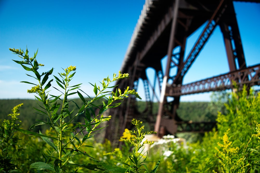 a view of a bridge from the ground