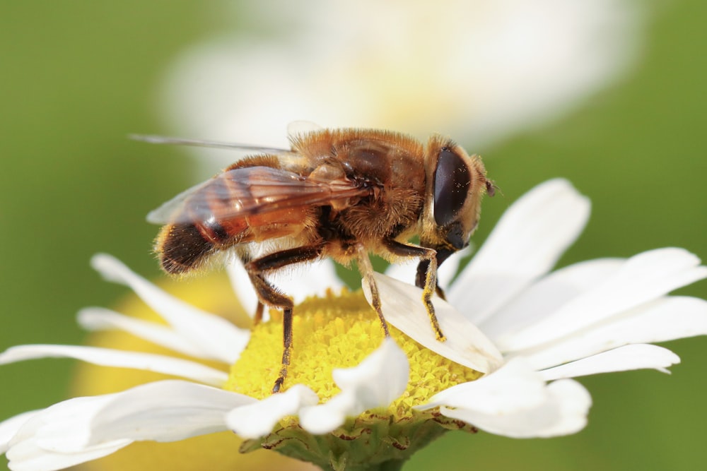 a bee sitting on top of a white flower