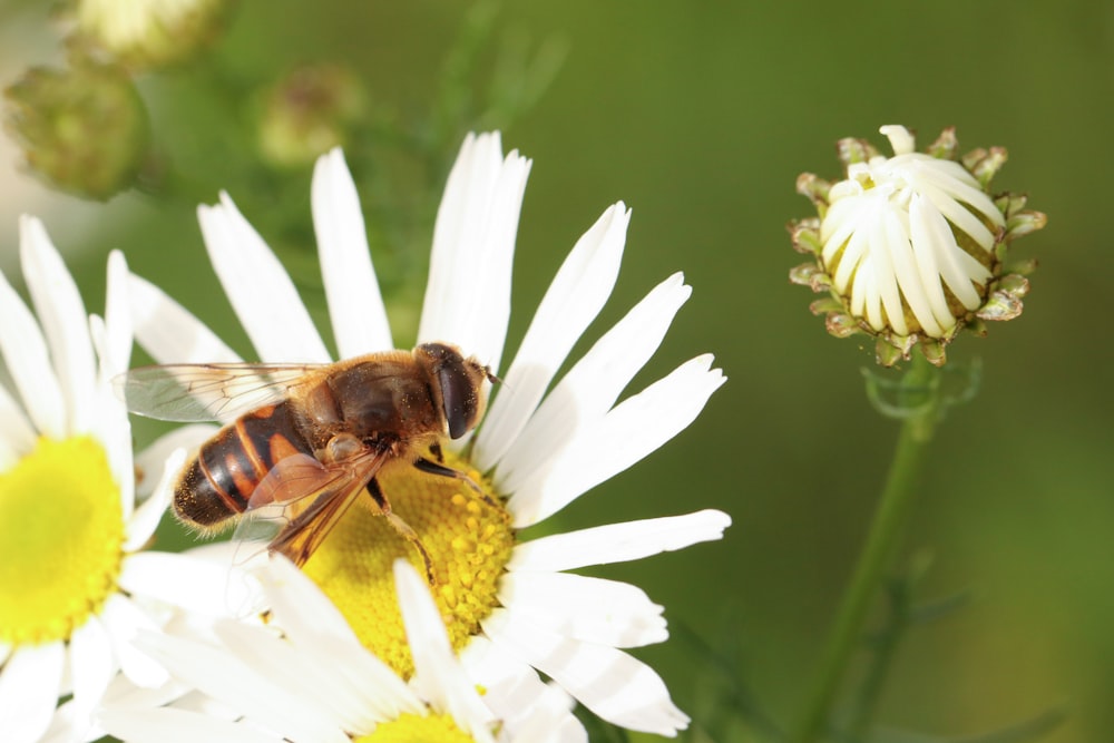 a bee sitting on top of a white flower