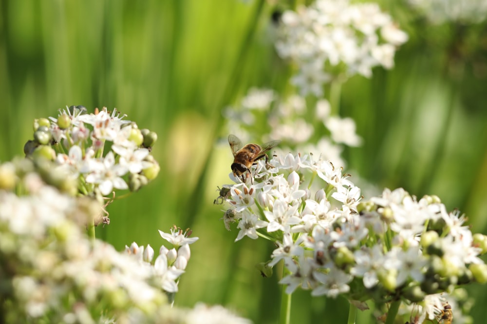 a bee is sitting on a white flower