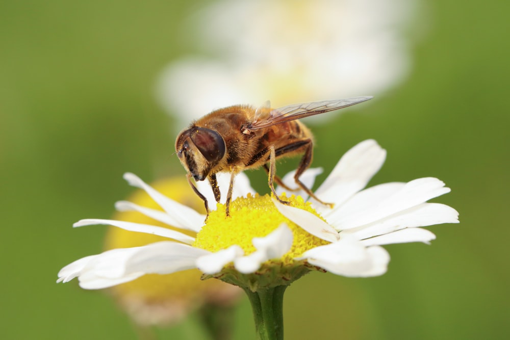 a bee sitting on top of a white flower