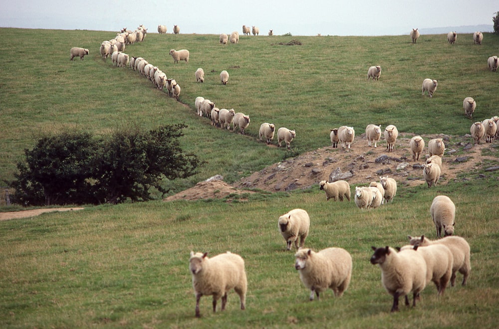 eine Schafherde, die auf einem saftig grünen Hügel grast