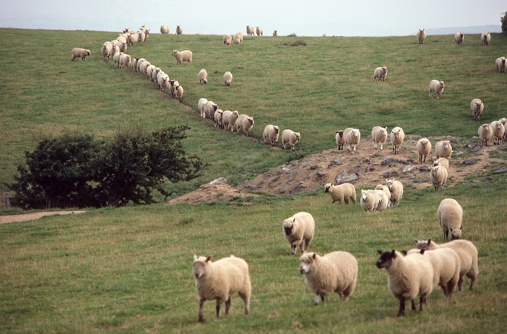 un gregge di pecore al pascolo su una collina verde e lussureggiante