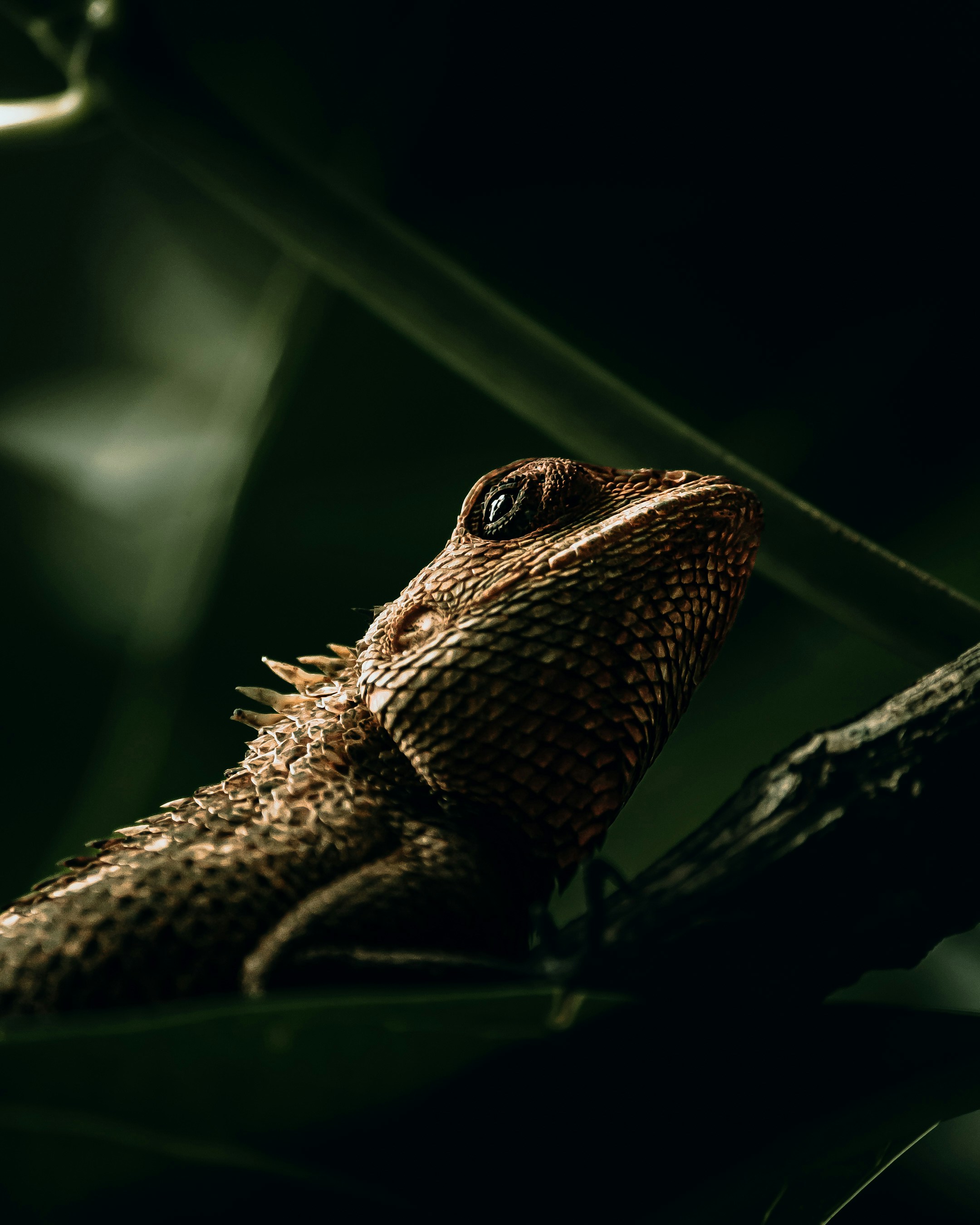 Exotic Reptiles & Scorpions