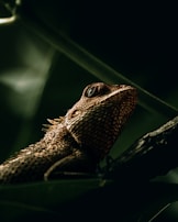 A close-up of a unique reptile found in Brazil's diverse ecosystems.