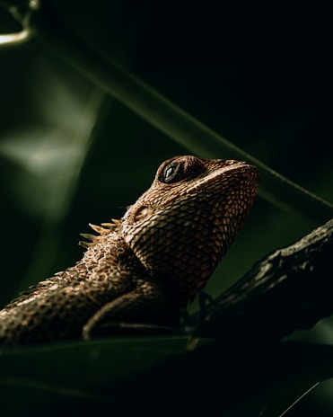 A close-up of a textured reptile, possibly a lizard, with intricate scales and a focused eye perched on a branch. The dark background highlights the reptile's detailed skin pattern.