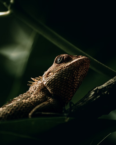A close-up of vibrant, colorful exotic reptiles basking on natural branches under soft lighting.