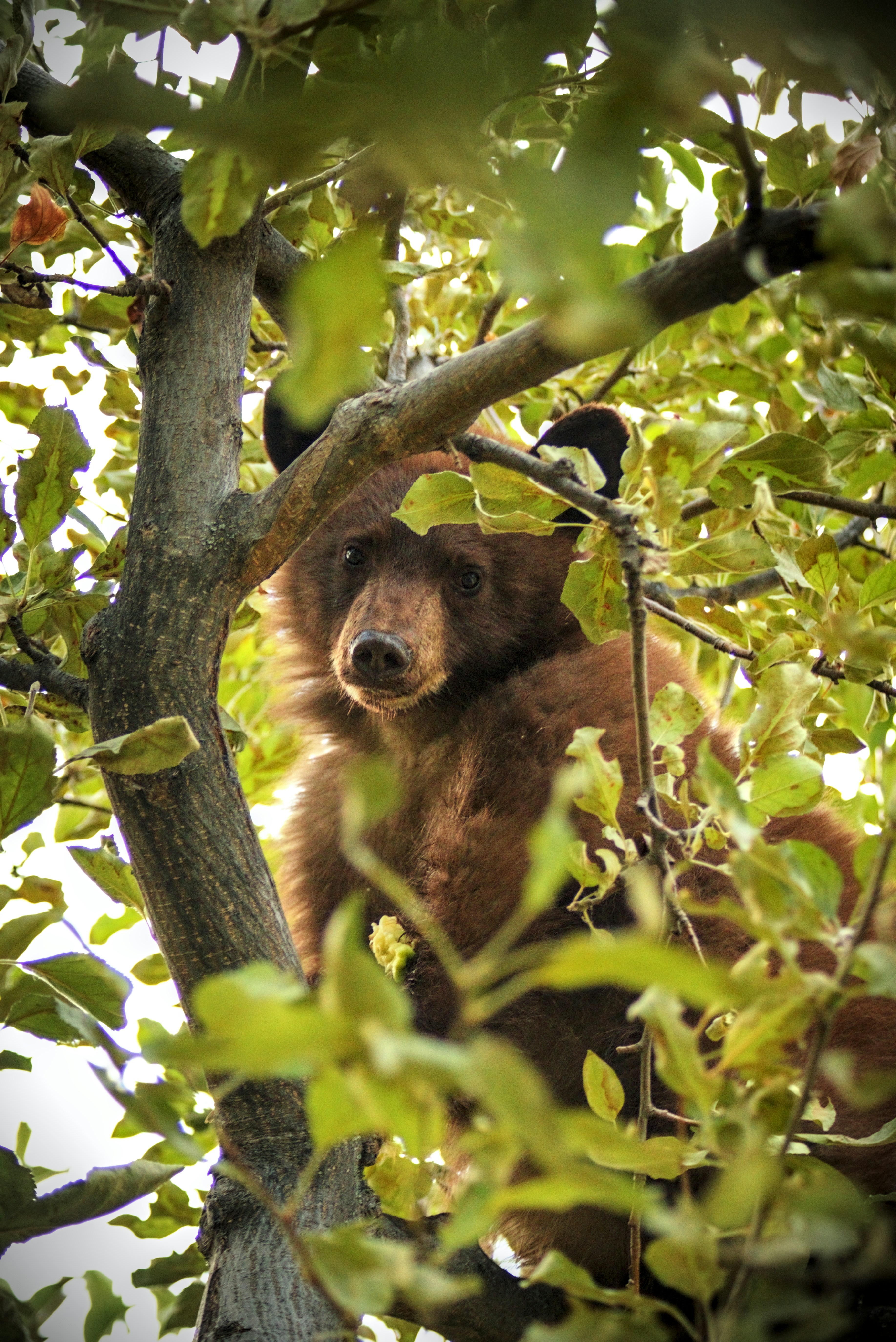 Photo by dcanadianphotographer