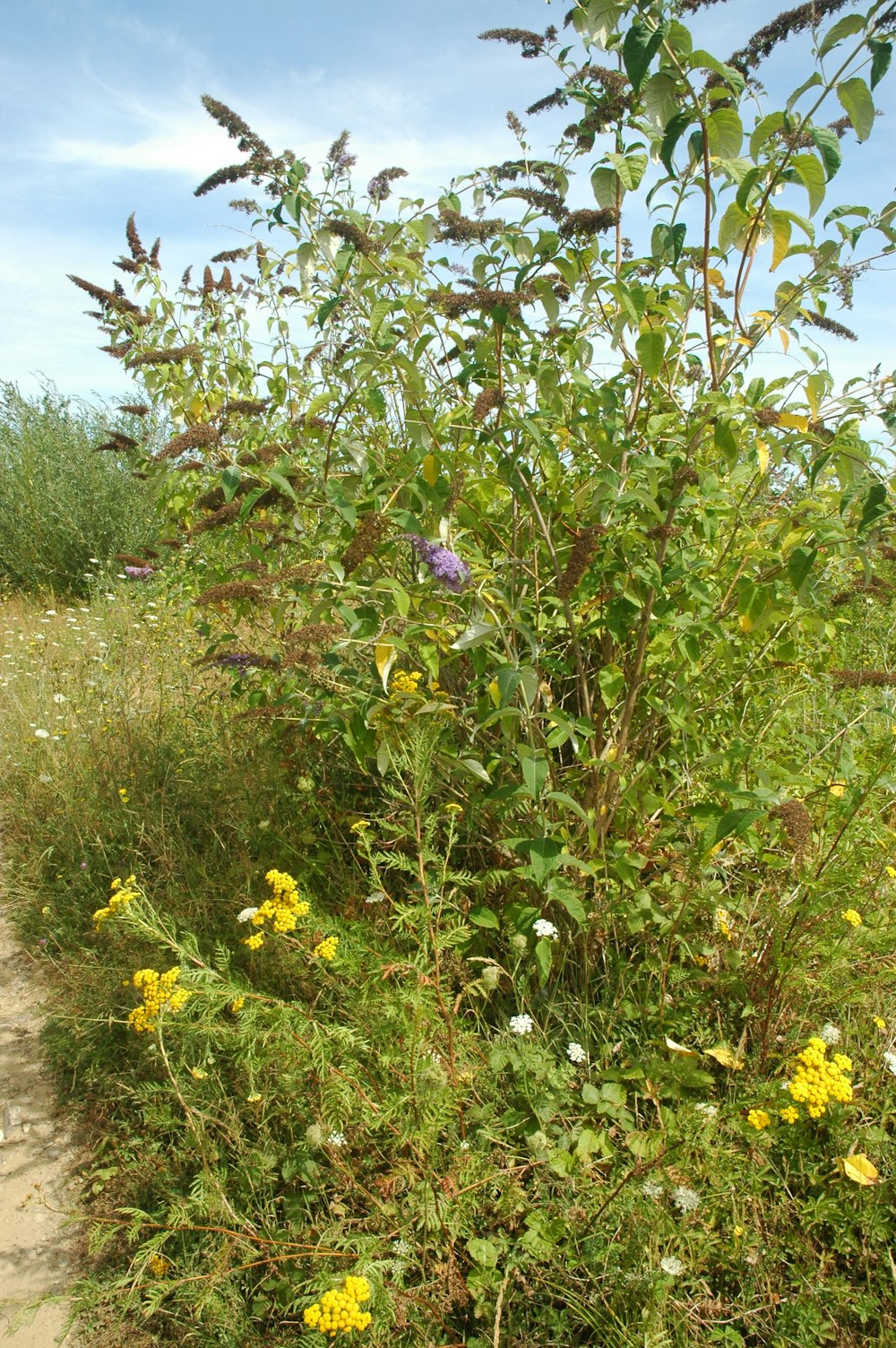 a bush with yellow flowers and green leaves