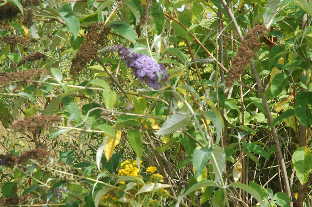 a purple flower is growing in a bush