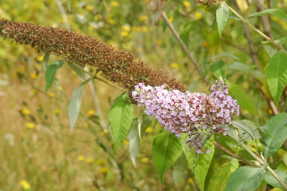 a flower that is growing on a tree