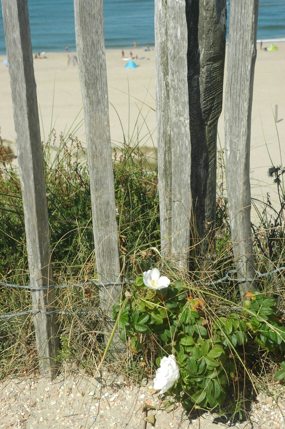 a bunch of flowers that are by a fence