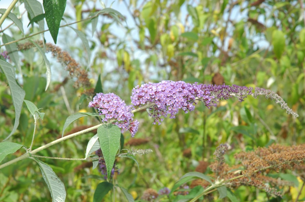 a close up of a purple flower in a field